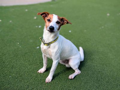 Alfie | Terrier (Jack Russell) | Cardiff - 3