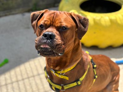 Bourbon | Mastiff Cross | Shoreham (Sussex) - 5