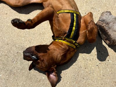 Bourbon | Mastiff Cross | Shoreham (Sussex) - 3
