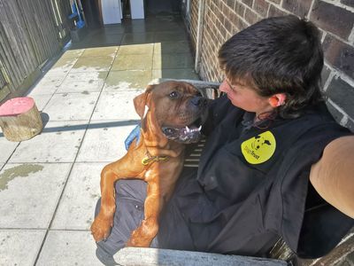 Bourbon | Mastiff Cross | Shoreham (Sussex) - 3