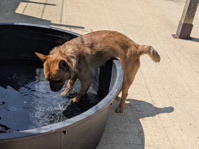 Fisher | Crossbreed | Shoreham (Sussex) - 3