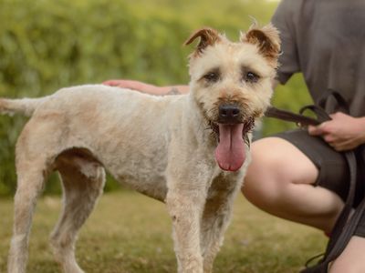 Barley | Terrier (Soft Coated Wheaten) | Kenilworth (West Midlands) - 1