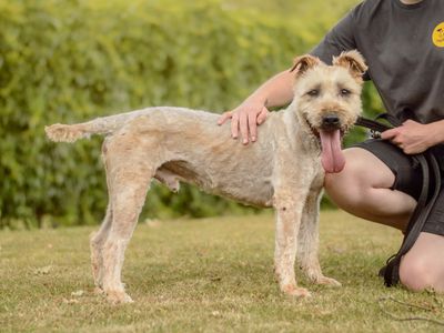 Barley | Terrier (Soft Coated Wheaten) | Kenilworth (West Midlands) - 3