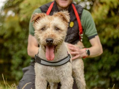 Barley | Terrier (Soft Coated Wheaten) | Kenilworth (West Midlands) - 3