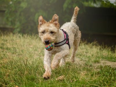 Barley | Terrier (Soft Coated Wheaten) | Kenilworth (West Midlands) - 5