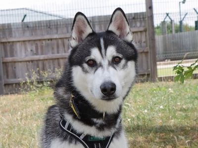 Hercules | Siberian Husky | Evesham (Worcestershire) - 5
