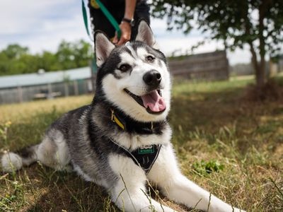 Hercules | Siberian Husky | Evesham (Worcestershire) - 3