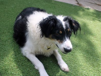 Poppy | Collie (Border) | Merseyside (Liverpool) - 1