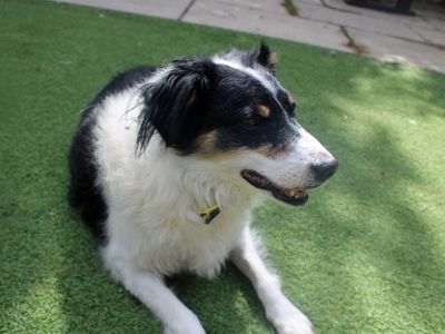 Poppy | Collie (Border) | Merseyside (Liverpool) - 3