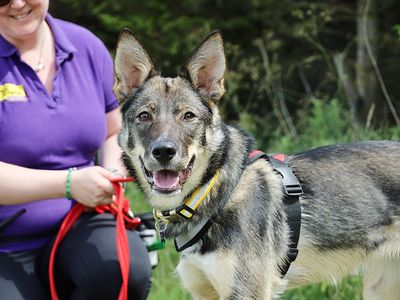 Socks | Siberian Husky Cross | Leeds - 3