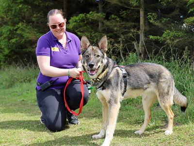 Socks | Siberian Husky Cross | Leeds - 2