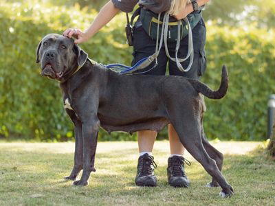 Cassandra | Italian Corso Dog | Kenilworth (West Midlands) - 5