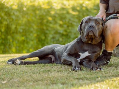 Cassandra | Italian Corso Dog | Kenilworth (West Midlands) - 3