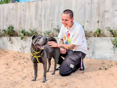 Baloo | Shar Pei | Cardiff - 3