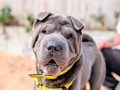 Baloo | Shar Pei | Cardiff - 5