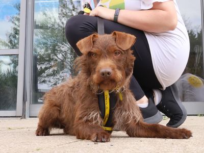 Albie | Terrier (Patterdale) | Leeds - 3