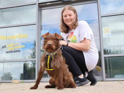 Albie | Terrier (Patterdale) | Leeds - 2