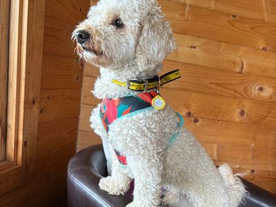 Milo | Spaniel (Cocker) Cross | West Calder (Edinburgh) - 3