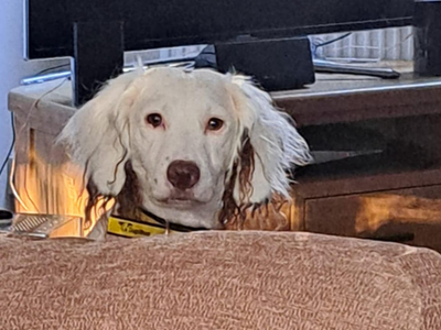 Snoopy | Spaniel (Cocker) | Bridgend (Wales) - 2