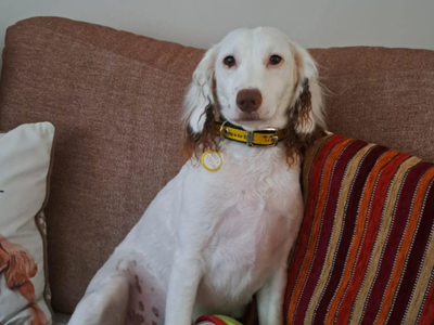 Snoopy | Spaniel (Cocker) | Bridgend (Wales) - 3