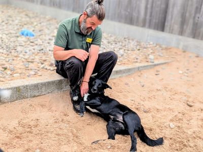 Tommy | Collie (Border) | Cardiff - 1