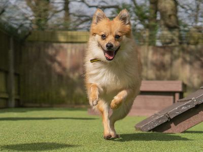 Coco | German Spitz | Kenilworth (West Midlands) - 2
