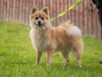 Coco | German Spitz | Kenilworth (West Midlands) - 3