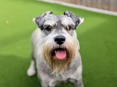 Ted | Schnauzer (Miniature) | Cardiff - 3