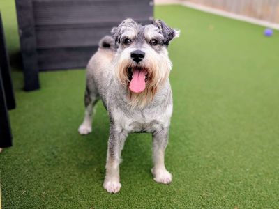 Ted | Schnauzer (Miniature) | Cardiff - 2