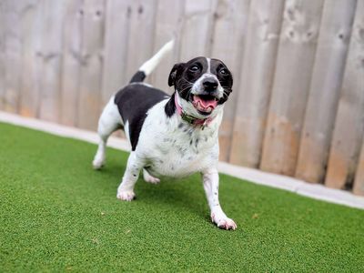 Cass | Terrier (Jack Russell) | Cardiff - 3