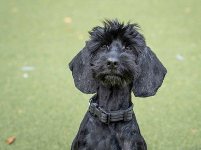 Peppa | Spaniel (Cocker) Cross | Loughborough - 3