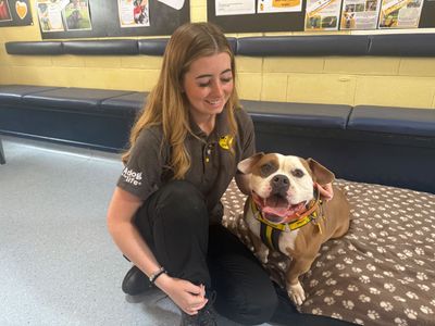 Pancake | American Bully Pocket | West Calder (Edinburgh) - 3
