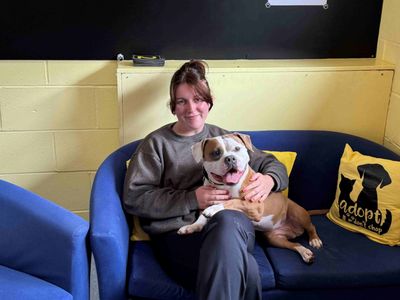 Pancake | American Bully Pocket | West Calder (Edinburgh) - 5
