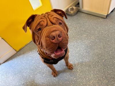Barney | Shar Pei Cross | Basildon (Essex) - 3