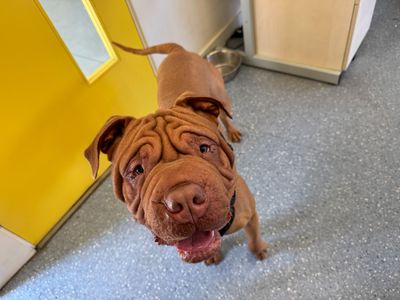 Barney | Shar Pei Cross | Basildon (Essex) - 2
