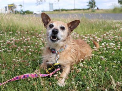 Timmy | Terrier (Jack Russell) Cross | Darlington - 2