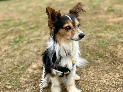 Archie | Chihuahua (Long Coat) Cross | Canterbury - 3