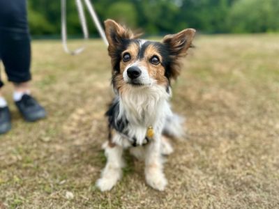 Archie | Chihuahua (Long Coat) Cross | Canterbury - 5