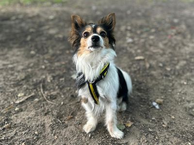 Archie | Chihuahua (Long Coat) Cross | Canterbury - 5