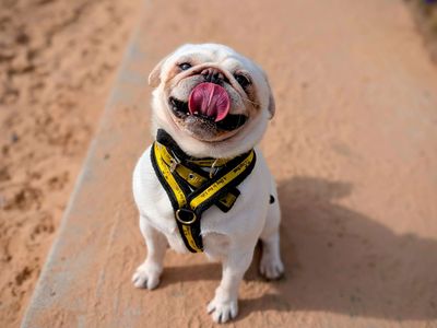 Gizmo | Pug | Cardiff - 3