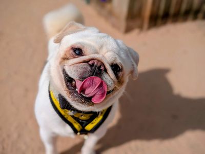 Gizmo | Pug | Cardiff - 5