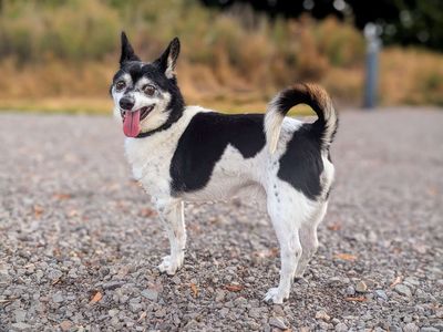 Beni | Chihuahua (Smooth Coat) Cross | Cardiff - 5