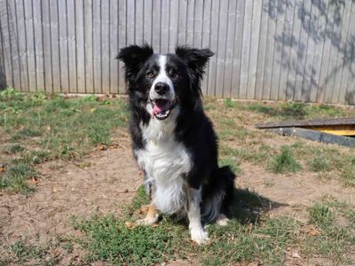 Baz | Collie (Border) | Darlington - 3