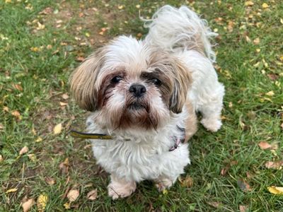 Daisy, a 8 years old female Shih Tzu available for adoption from Dogs Trust in Snetterton (Norfolk)