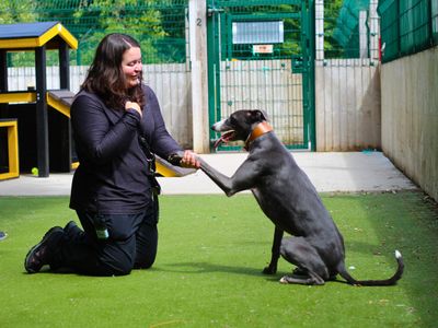Rae | Greyhound | Manchester - 3