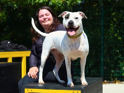 Chub Chub | Terrier (Staffordshire Bull) | Manchester - 3