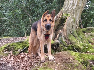 Rik | German Shepherd Dog | Shoreham (Sussex) - 3