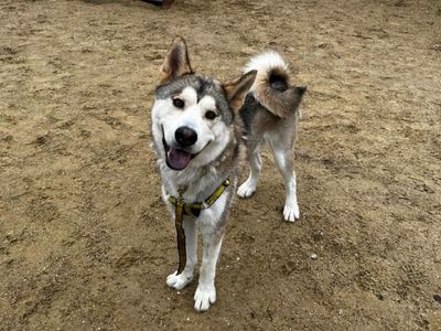Whiskey | Siberian Husky | Canterbury - 5