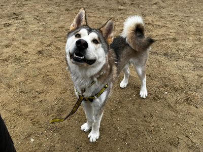 Whiskey | Siberian Husky | Canterbury - 5