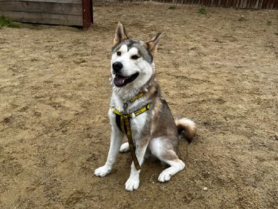 Whiskey | Siberian Husky | Canterbury - 3